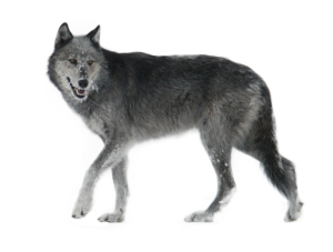 Wolf PNG-23195